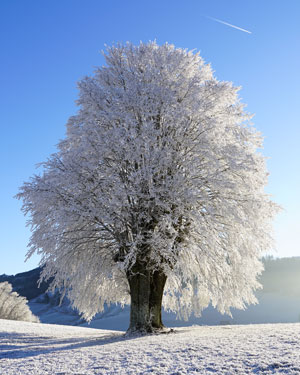 Unser Wintertbild: Die Natur schläft aber trotzdem wunderschön an zusehen. winter